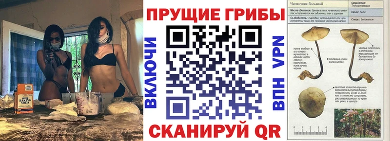 Купить где  Астрахань  Галлюциногенные грибы Psilocybine cubensis 